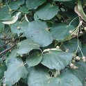 Tilia cordata feuille